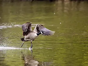 Taking Off Prints: Canada Goose Taking Off on a Lake