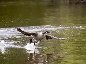 Taking Off Prints: Canada Goose Taking Off on a Lake