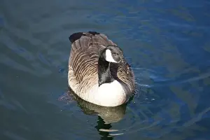 Glide Prints: A Canada goose taking a swim in the water of Oere marina