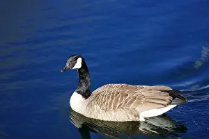 Glide Prints: A Canada goose taking a swim in the water of Oere marina