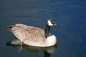 Glide Prints: A Canada goose taking a swim in the water of Oere marina