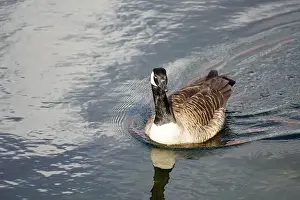 Glide Prints: A Canada goose taking a swim in the water of Oere marina