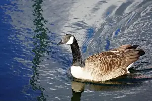 Glide Prints: A Canada goose taking a swim in the water of Oere marina