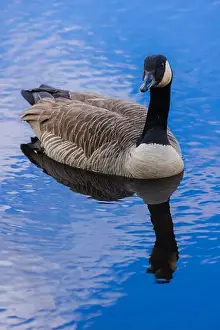 Water Reflection Prints: Canada Goose On Water Reflection