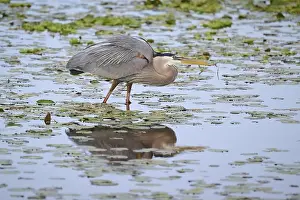 Aquatic Bird Prints: Canada Heron (Ardea herodias), in a marsh with lily pads