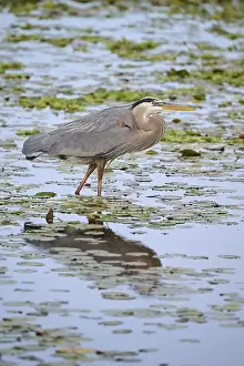 Water Plant Prints: Canada Heron (Ardea herodias), in a marsh with lily pads