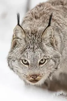 Nature Observation Prints: Canada lynx (Lynx canadensis) stalking prey in a snowy winter landscape, focused and alert