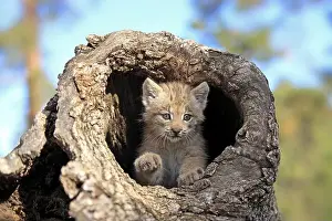 Lynx Prints: Canada lynx (Lynx canadensis), young