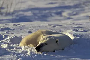 Tundra Prints: Canada, Manitoba, Churchill, polar bear in sleeping pit to evade the wind in open tundra near Hudson Bay