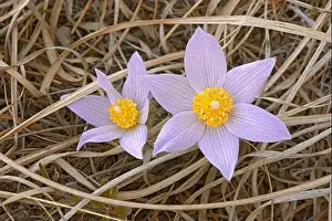Canada, Manitoba, Mars Hill Wildlife Management Area. Close-up of prairie crocus flowers