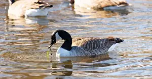 New Jersey Wildlife Prints: Canadian geese in the afternoon sun swimming and feeding on grass in a lake