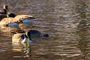 New Jersey Wildlife Prints: Canadian geese in the afternoon sun swimming and feeding on grass in a lake