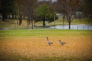 Regional Park Prints: Two Canadian geese in the Auburn Regional Park with orange autumn leaves on the field and lake in the background