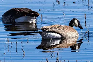 Geese Prints: Canadian Geese feeding in the wetlands of their winter home at Bosque Del Apache National Wildlife Refuge