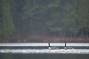 Ontario Canada Prints: Canadian geese on the lake