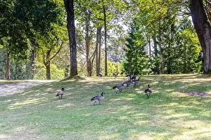 Goslings Prints: Canadian geese in Stanley Park, Vancouver, British Columbia, Canada