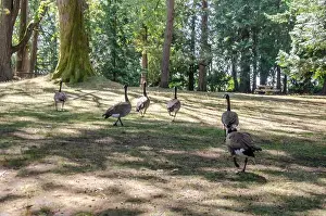 Goslings Prints: Canadian geese in Stanley Park, Vancouver, British Columbia, Canada