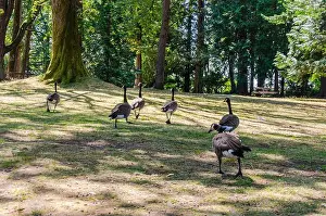 Goslings Prints: Canadian geese in Stanley Park, Vancouver, British Columbia, Canada