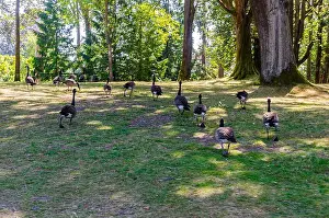 Goslings Prints: Canadian geese in Stanley Park, Vancouver, British Columbia, Canada