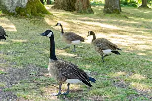 Goslings Prints: Canadian geese in Stanley Park, Vancouver, British Columbia, Canada
