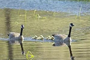 Goslings Prints: Two Canadian Geese swim with their goslings in a small pond at Turnbull Wildlife Refuge in Cheney