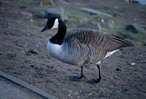 Branta Canadensis Prints: A Canadian Goose