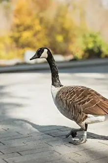Contemplative Prints: Canadian goose in autumn park