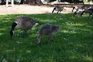 Anatidae Prints: Canadian Goose and baby feeding in Kew Gardens in London