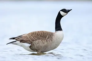 Preening Prints: Canadian goose, Branta canadensis