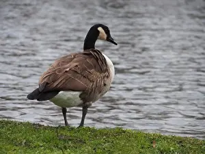 Bird Portrait Prints: Canadian goose (branta canadensis) looking over the pond in the Rheinaue park in Bonn