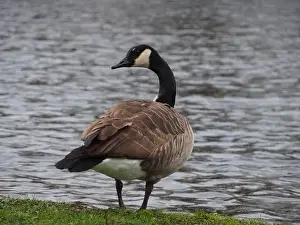 Bird Portrait Prints: Canadian goose (branta canadensis) looking back next the pond in the Rheinaue park in Bonn