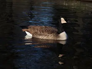 Bird Portrait Prints: A canadian goose (branta canadensis) on the pond in the Rheinaue park in Bonn
