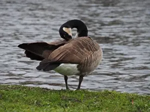 Preening Prints: Canadian goose (branta canadensis) preening next the pond in the Rheinaue park in Bonn