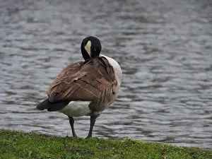 Preening Prints: Canadian goose (branta canadensis) preening next the pond in the Rheinaue park in Bonn