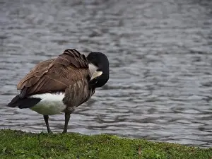 Preening Prints: Canadian goose (branta canadensis) preening next the pond in the Rheinaue park in Bonn