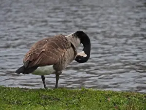 Preening Prints: Canadian goose (branta canadensis) preening next the pond in the Rheinaue park in Bonn