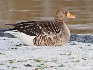 Mute Swan Prints: Canadian goose (branta canadensis) sitting in the snow next the pond in the Rheinaue park in Bonn