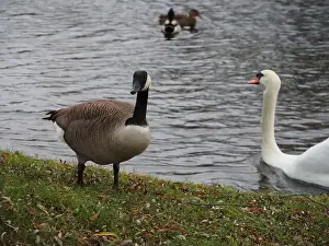 Cygnus Olor Prints: Canadian goose (branta canadensis) standing next the pond in the Rheinaue park in Bonn