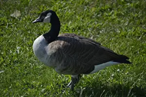 Wildife Prints: A Canadian Goose in Chicago, Illinois