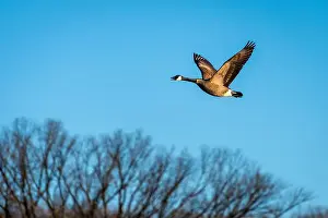 Arctic Animal Prints: Canadian Goose in Flight