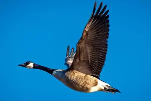 Arctic Animal Prints: Canadian Goose in Flight