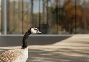 Contemplative Prints: Canadian goose head in focus at park