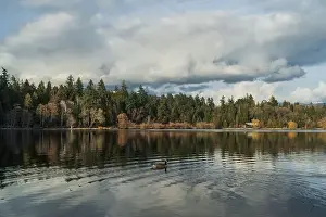 Vancouver Canada Prints: Canadian goose in the lake on a cloudy day