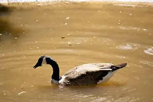 Long Neck Prints: The Canadian goose is a large goose with a black head and neck and a distinctive white chinstrap