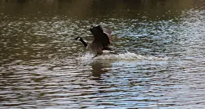 Beaks Prints: Canadian goose in mid flight and landing on lake in Hainault forest country park