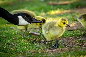 Fuzz Prints: Canadian Goose Mom and Gosling