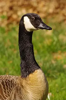 Geese Prints: Canadian Goose near a lake at Gießen Town