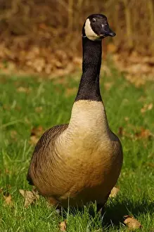 Geese Prints: Canadian Goose near a lake at Gießen Town