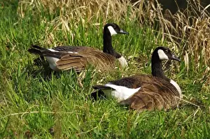 Geese Prints: Canadian Goose near a lake at Gießen Town