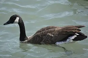 Wildife Prints: A Canadian Goose swimming in the shores on Lake Michigan